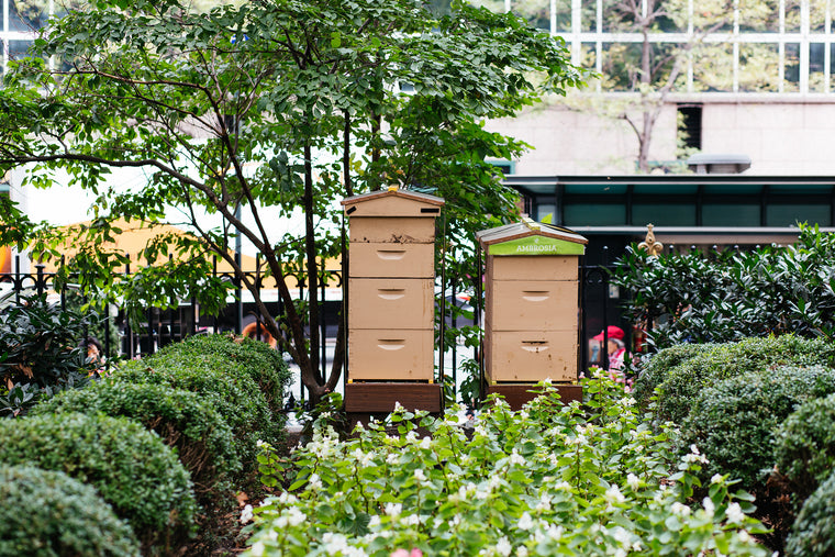 Bryant Park Honey